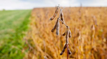Close-up of soybean plant in a field in Boonsboro, Maryland. 