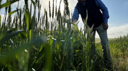 A carbon-rich form of charcoal is used in soil to improve water retention and nutrient uptake to help crops be more resilient to climate change, on a farm in Riviersonderend, South Africa. Picture taken on September 2, 2025. 