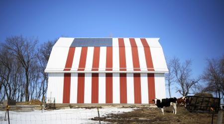 A cow stands in front of a barn painted with the US flag in Iowa. The "American heartland" as it’s known, for its dominant role in agriculture, leading the US in soybean, corn, and pork production. 