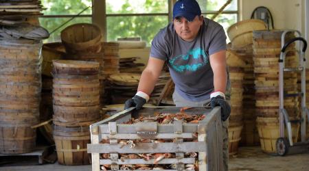 A worker pushes a crate of steamed crabs that are ready for processing at a plant on Maryland's Eastern Shore. The processing plant was chosen through a visa lottery to obtain temporary migrant help for the season. May 2018. 
