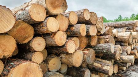 Logs ready for processing in Chesapeake, VA