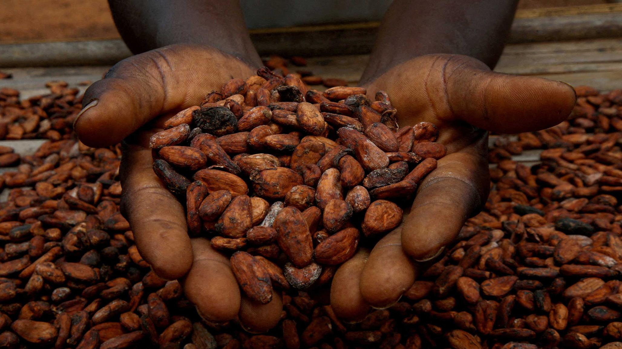 A farmer holds cocoa beans, in Sinfra, Ivory Coast. Picture taken on April 29, 2023. 