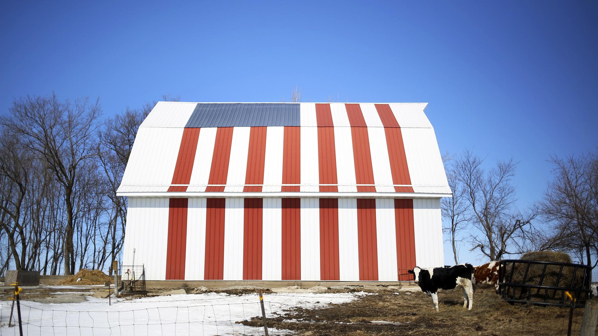 A cow stands in front of a barn painted with the US flag in Iowa. The "American heartland" as it’s known, for its dominant role in agriculture, leading the US in soybean, corn, and pork production. 