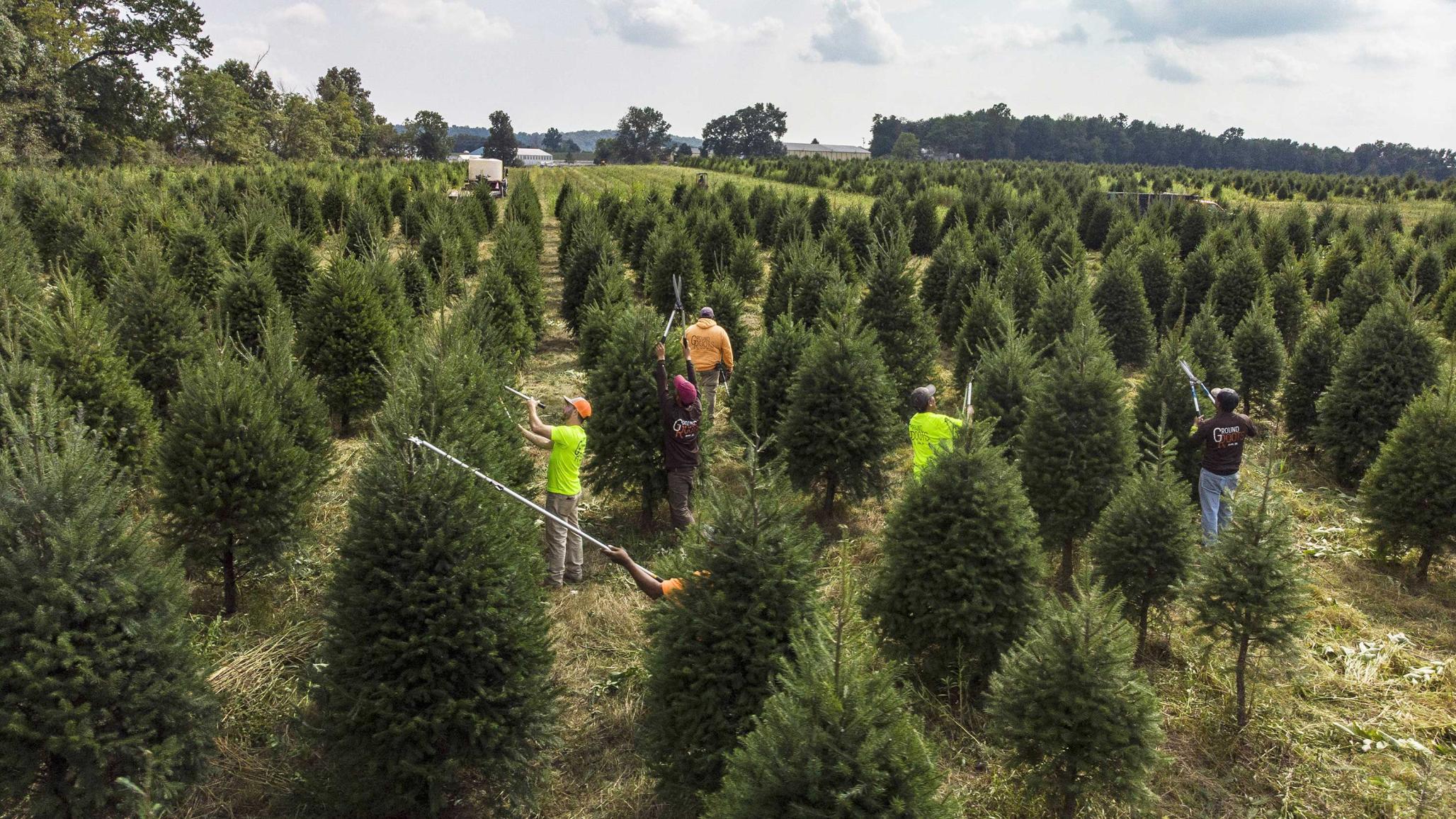 Workers from Mexico trim and shape Christmas trees at a tree farm that uses the US Agricultural Department's H-2A visa program to fill their workforce needs, in York, PA. August 2019. 