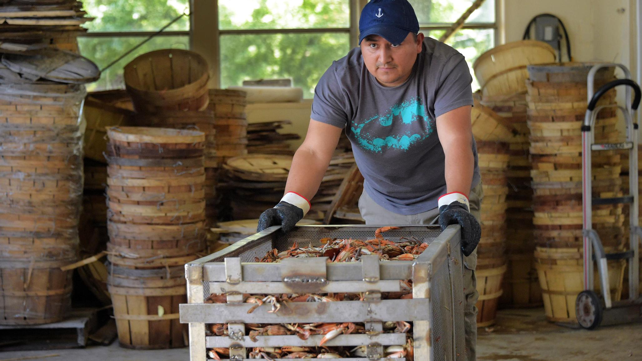 A worker pushes a crate of steamed crabs that are ready for processing at a plant on Maryland's Eastern Shore. The processing plant was chosen through a visa lottery to obtain temporary migrant help for the season. May 2018. 