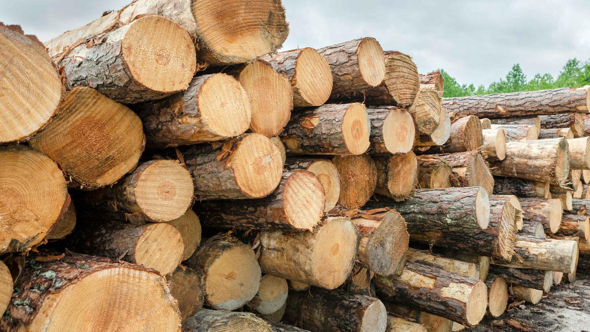 Logs ready for processing in Chesapeake, VA